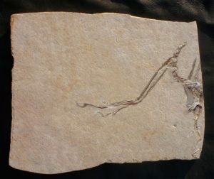 Solnhofen Platte mit 14ten Archaeopteryx