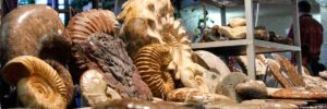 Ammoniten und mehr Fossilien