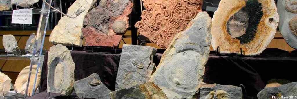 Diversität an Fossilien auf der Fossilienbörse