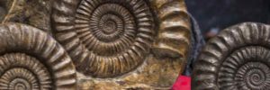 Ammonite Fossils at the Fossilien-Boerse