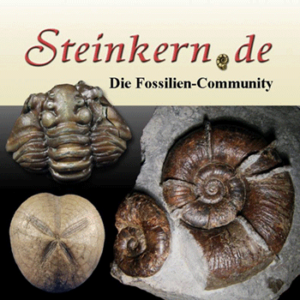 Steinkern.de - Die Fossilien-Community