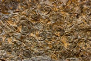 Ammonitenpflaster Fossilien Börse